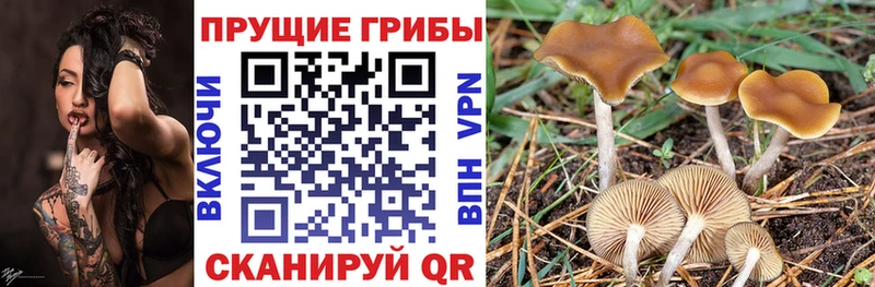 Галлюциногенные грибы Psilocybine cubensis  Назрань 