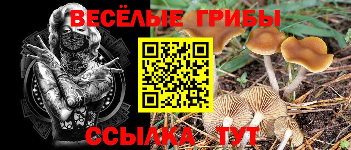 Галлюциногенные грибы Cubensis  Вход с VPN  Назрань 